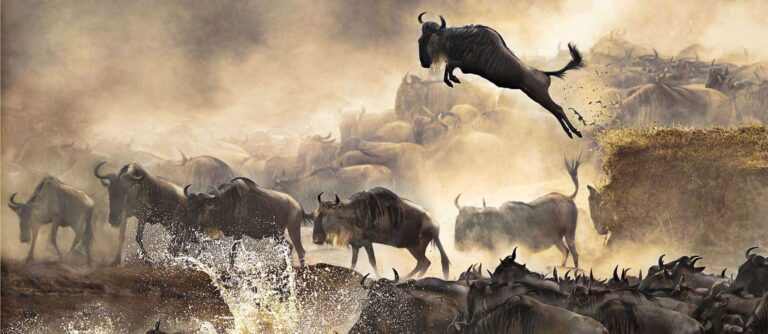 Luxury Northern Tanzania Safari