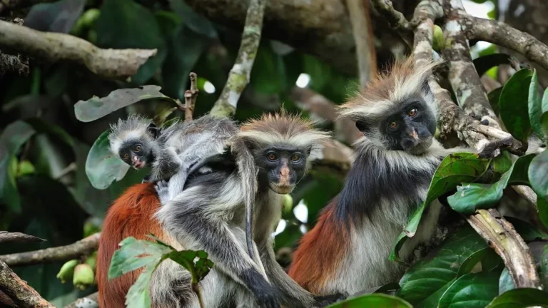 Ngezi Forest Reserve Walk